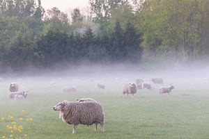 schapenwei in de nevel van Tania Perneel