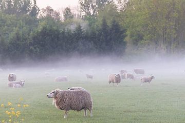 sheep whey in the mist by Tania Perneel