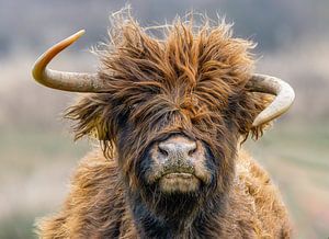 Portrait d'un veau écossais femelle aux cornes fortement recourbées