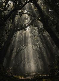 Une canopée enchantée : un sentier dans la forêt mystique sur Artistic