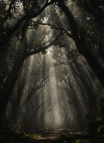 Betoverend bladerdak: mystiek bospad