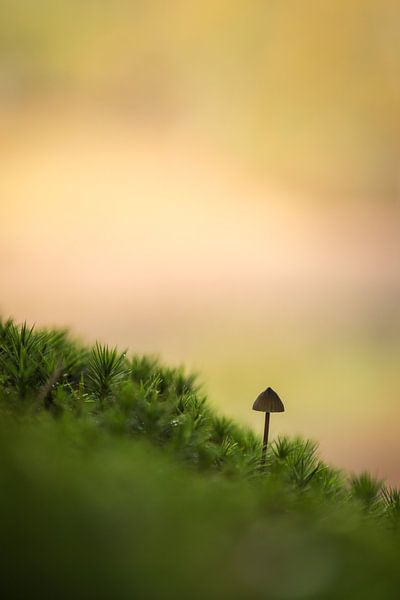 Pilz 01 von Mattijs kuiper