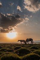 Twee paarden in de stilte van Soň-Köl