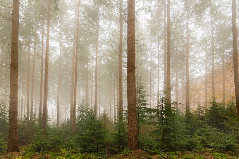 Landschap in een mistig dennenbos van Sjoerd van der Wal Fotografie