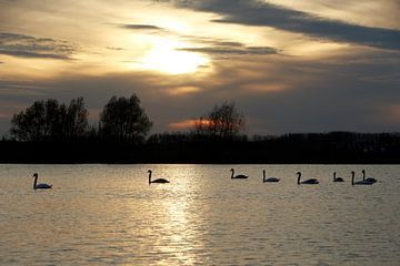 Zwanen bij zonsondergang van Christel Smits