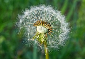 Ein halber Löwenzahn-Puffball