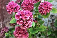 A hydrangea bush