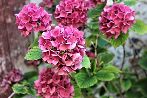 A hydrangea bush