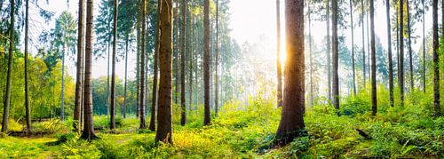 Wald im Sommer bei Sonnenaufgang