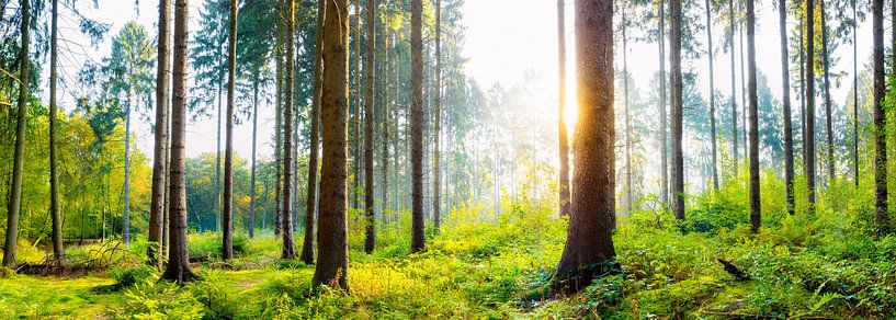 Forêt en été au lever du soleil par Günter Albers