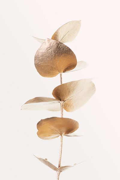 Eucalyptus Gold No 06 par Pictufy Studio III