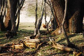 Oostkapelle by sebastiaan  nijboer