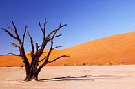 Schattenwurf - Dead Vlei Namibia von W. Woyke Miniaturansicht