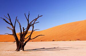 Ombre portée - Dead Vlei Namibia sur W. Woyke