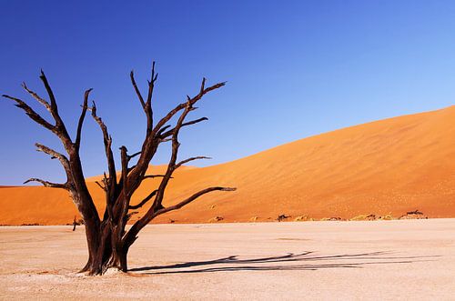 Ombre portée - Dead Vlei Namibia
