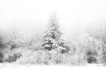 WINTER', Bäume im Nebel. Schwarz-Weiß-Fotografie.