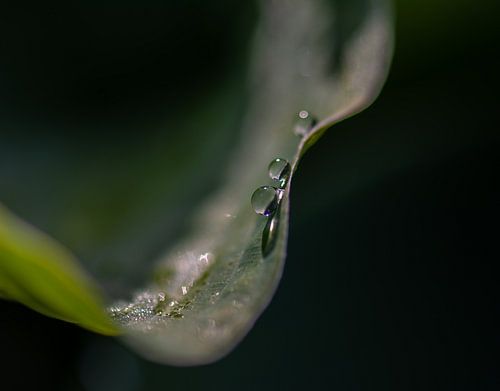 droplets