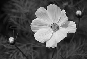 Cosmea in Schwarz und Weiß.