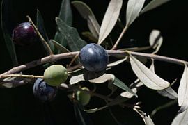 Olives sombres sur l'arbre