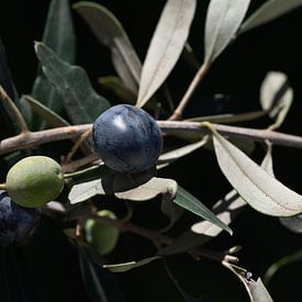 Dark olives on the tree by Ulrike Leone