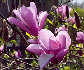 Magnolia Nigra sur Ina Hölzel