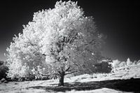 Photo infrarouge noir et blanc mystiquement surréaliste d'un arbre d'une blancheur éclatante