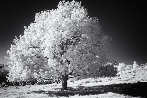 Mystically surreal black and white infrared photo of radiant white tree