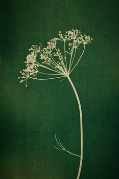 Botanische print van een schermbloem op groen
