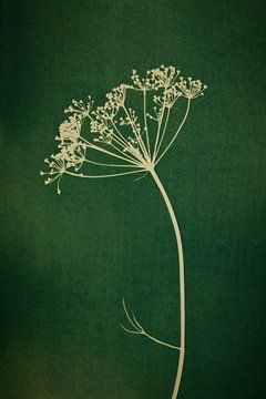 Botanical print of an umbellifer on greenery