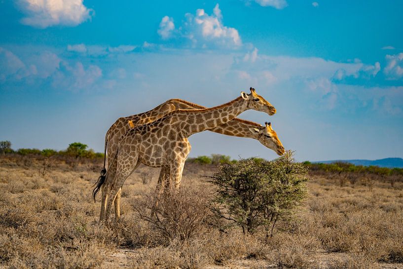 Giraffe in Etosha National Park in Namibia, Africa by Patrick Groß