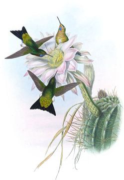 Gloeiende puffen-been, John Gould van Hummingbirds