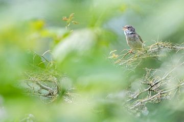 Zingende grasmus in het groen van Danny Slijfer Natuurfotografie