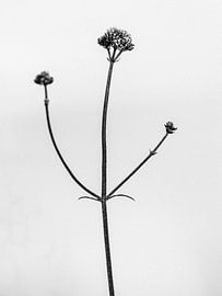 Inmitten der Blumen 2 von Teis Albers