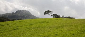 Arbre solitaire sur Jim van Iterson