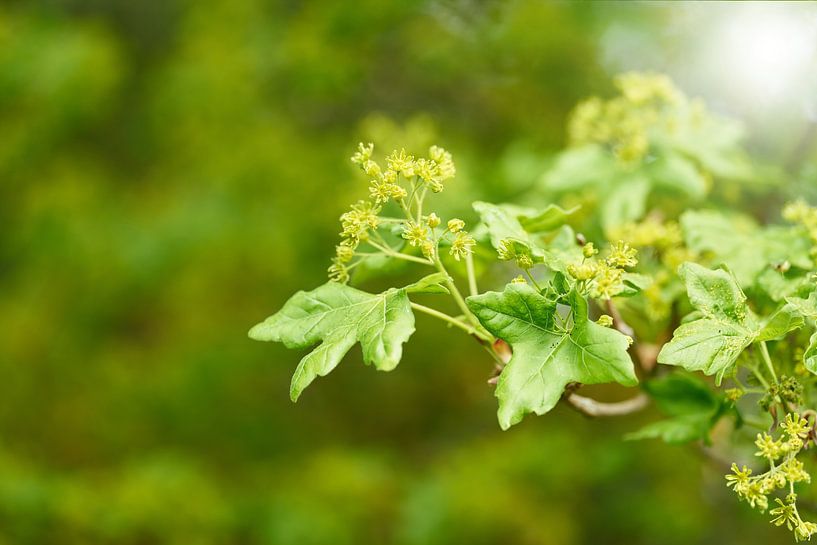 Feuilles et fleurs d'un érable champêtre, Acer campestre par Heiko Kueverling