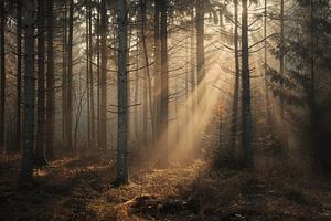 Magisches Licht im Wald