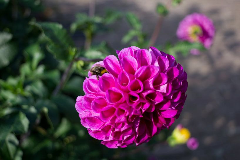 Dahlia with a bee. by Anjo ten Kate