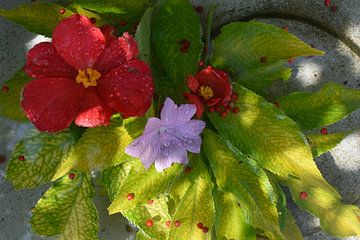 Un bouquet de fleur au jardin sur Claude Laprise