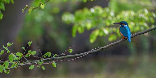 Kingfisher - Spring by Kingfisher.photo - Corné van Oosterhout