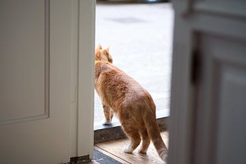 Red male cat in doorway by Bart van Wijk Grobben