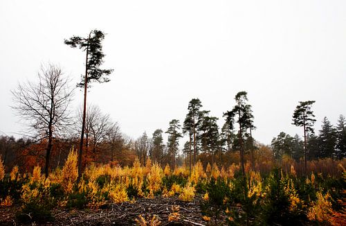 Speulderbos