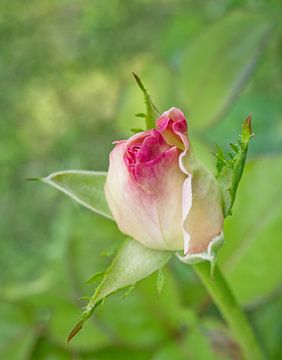 Zacht Roze Rozenknopje Op Groen Bloemen van Iris Holzer Richardson