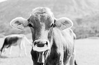 Black and white portrait of a cow in Switzerland | Animal photo wall art by Milou van Ham thumbnail