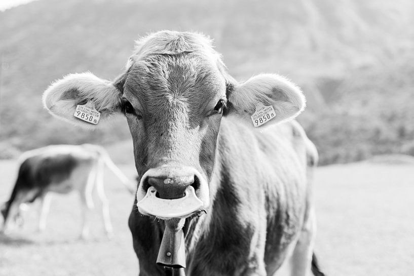 Black and white portrait of a cow in Switzerland | Animal photo wall art by Milou van Ham