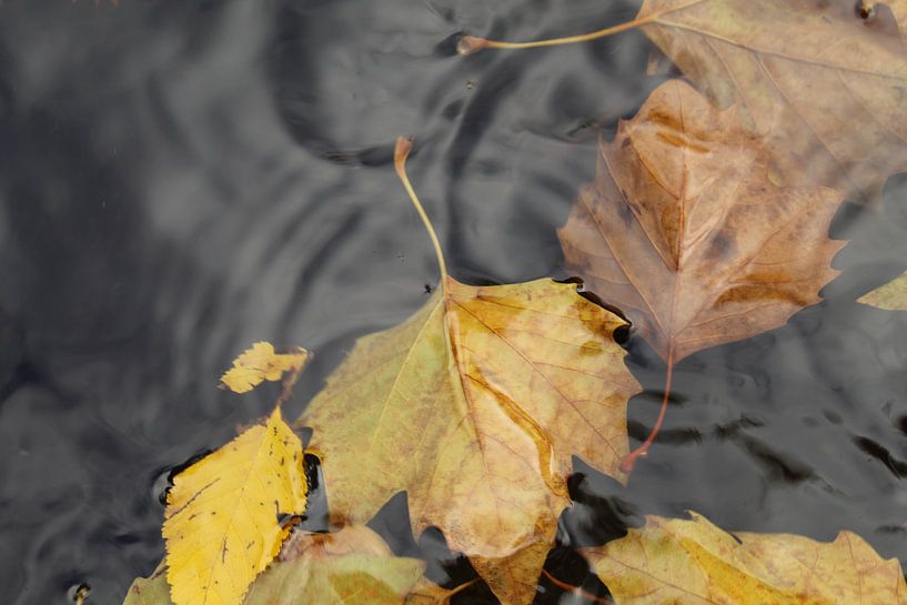 Feuilles d'automne dans l'eau par Vannessa !