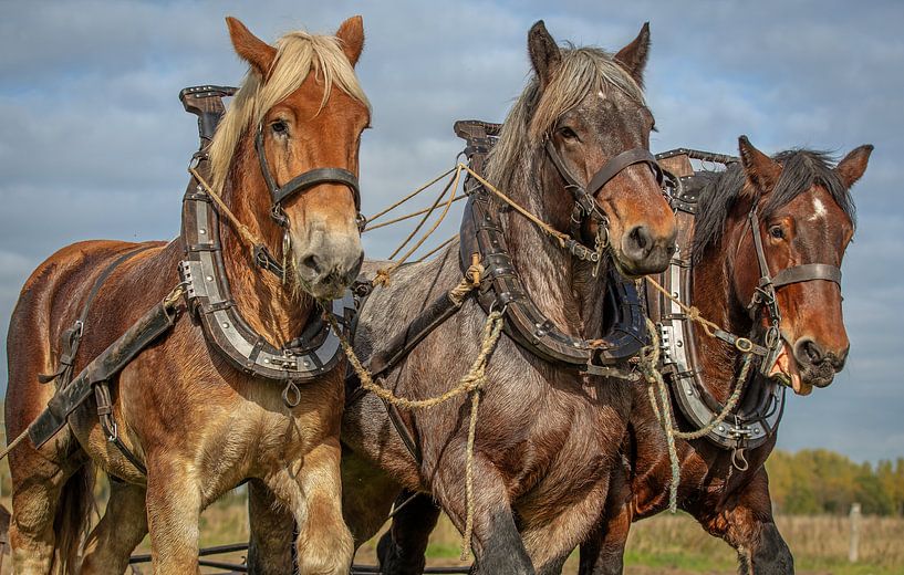 horses by Lisette van Peenen