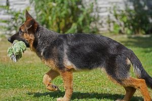Schäferhündin (Welpe) trägt Spielknochen