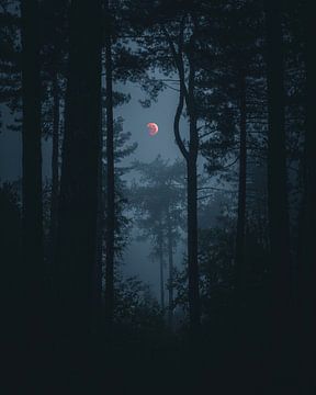 lune rouge dans la forêt sombre sur Glenn Slabbinck