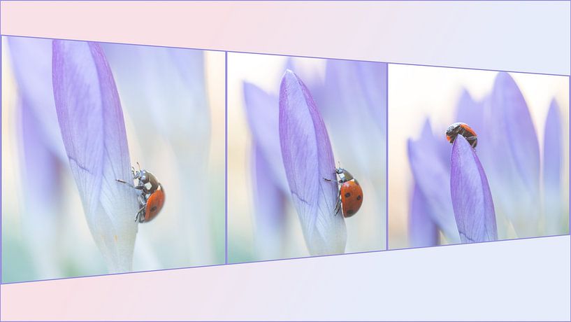 Spring is coming! by Gretha Andeweg