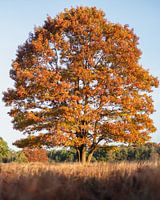 Tree in autumn color